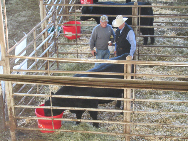 Forty-four performance and genomically tested bulls were featured in the latest Performance Bull Sale by the Southwest Missouri Beef Cattle Improvement Association. (Photo courtesy of Eldon Cole)