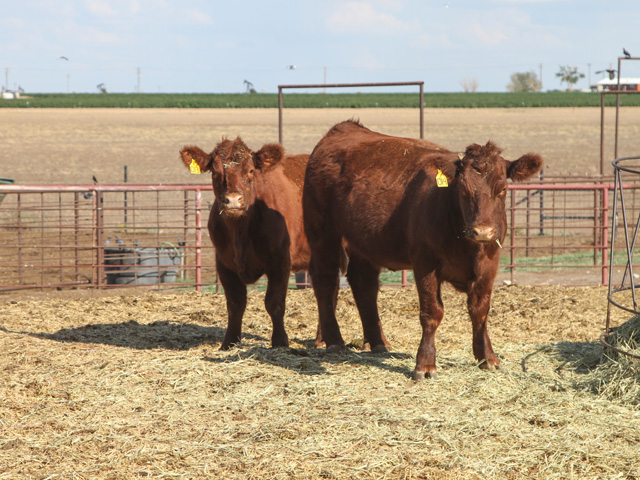 A heifer that hasn&#039;t conceived at 22 months should be on the cull list, unless there is a really good reason to keep her. (DTN/Progressive Farmer file photo by Karl Wolfshohl)