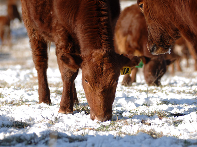 Cold, wet conditions can leave calves more prone to developing scours. (DTN/Progressive Farmer file photo by Jim Patrico)