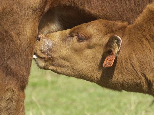 A calf that gets the full benefit of colostrum from its dam has passive (or maternal) immunity. (DTN/Progressive Farmer file photo by Jim Patrico)