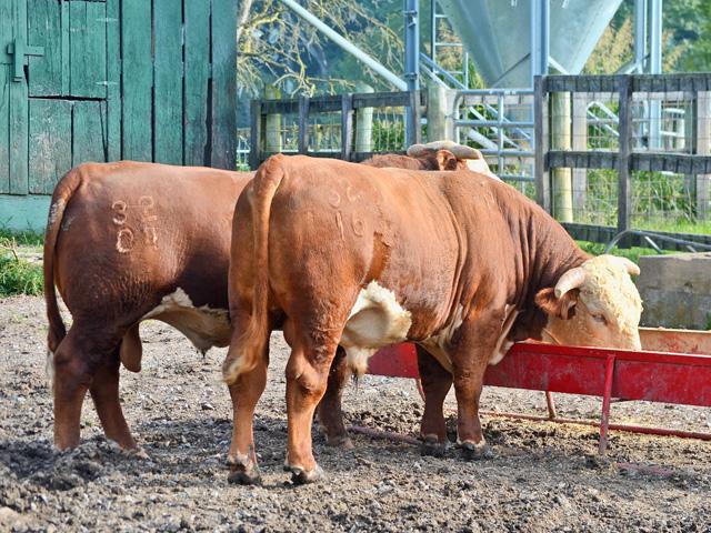 Multi-sire breeding programs have advantages, but keeping multiple bulls can be a challenge in some operations. (DTN/Progressive Farmer file photo)