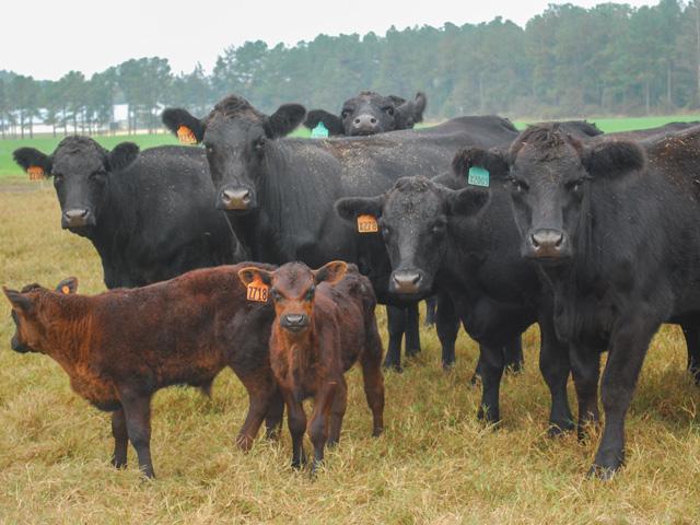 Cows that prolapse once are likely to do so again and should probably be culled. (DTN/Progressive Farmer file photo)