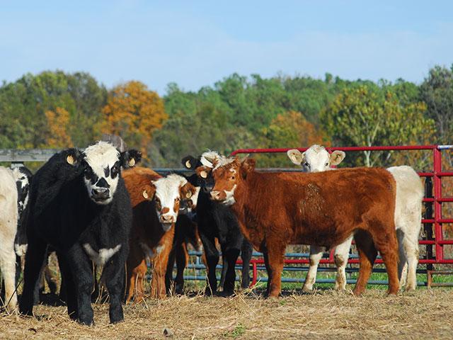 Plan out a corral, with an emphasis on easy working for both humans and cattle. (DTN/Progressive Farmer file photo)