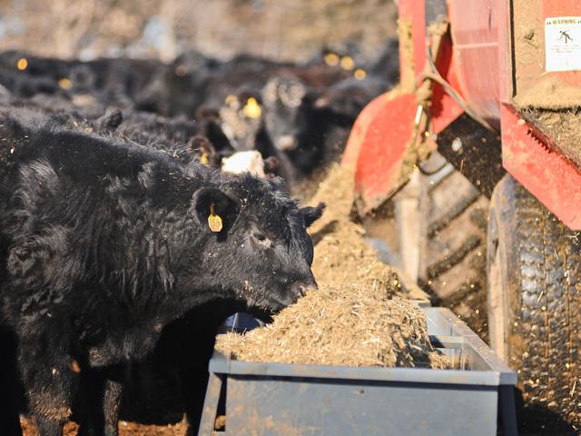 This year&#039;s bullish cattle market has some producers looking to manage risk by locking in a price floor. (DTN/Progressive Farmer file photo)
