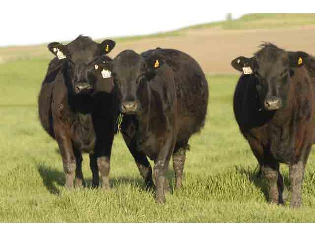 Cow-calf producers can use different culling approaches to help them generate more revenue when selling cull cows. (DTN Photo by Gregg Hillyer)