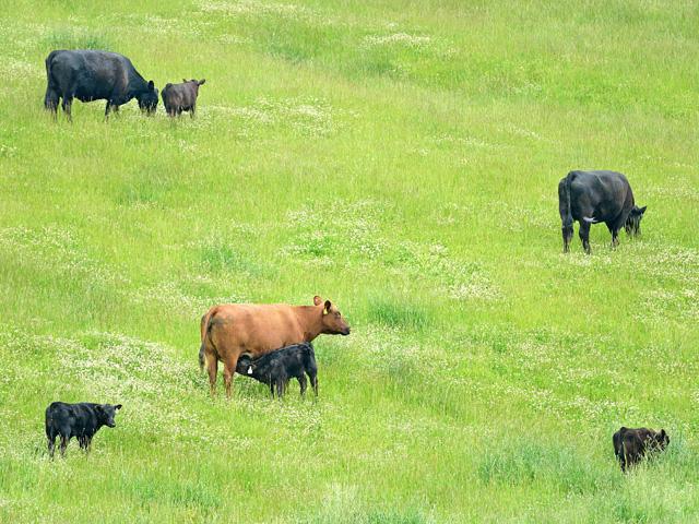 Cattle producers in rural areas are increasingly on their own when it comes to large-animal health care. (DTN/Progressive Farmer file photo by Jim Patrico)