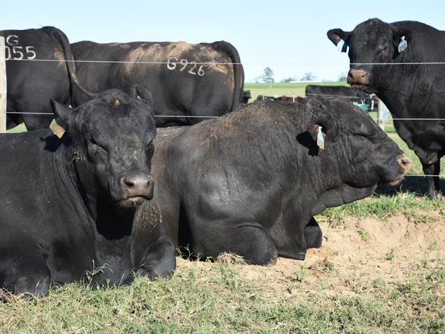 There is no off-season when it comes to keeping herd bulls in good body condition. (DTN/Progressive Farmer file photo by Becky Mills)