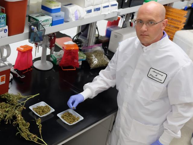 Kansas State University researcher Michael Kleinhenz has been studying the potential benefits of feeding cattle industrial hemp. (Photo courtesy of Kansas State University)