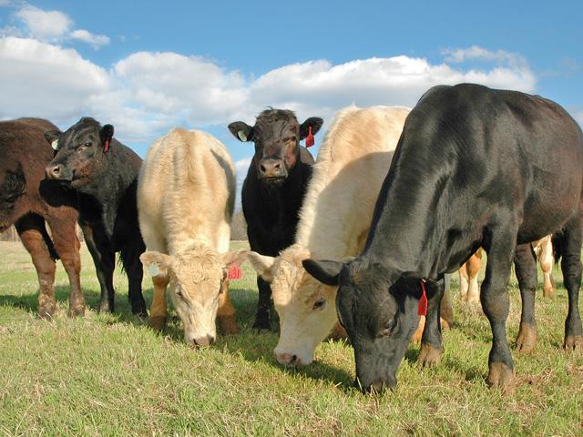 There are lots of reasons to skip a nitrogen application on pasture, but this year, price is at the top of the list for many cattle producers. (DTN/Progressive Farmer file photo)