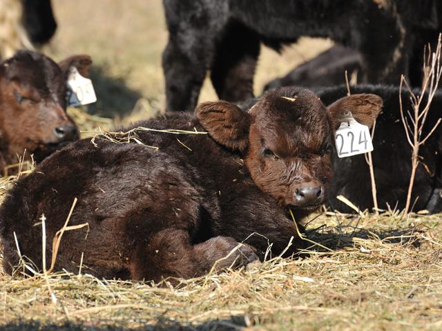When in doubt about a cow&#039;s ability to get colostrum to her newborn calf, step in with a colostrum replacer and then continue to follow the situation to see if it corrects itself. (DTN/Progressive Farmer file photo)