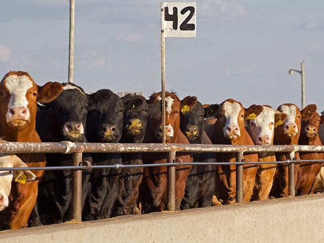 The U.S. Roundtable for Sustainable Beef has established six high-priority indicators for sustainability across four sector targets: cow-calf, feedyard, packer and processor, and retail and foodservice. (DTN/Progressive Farmer file photo)