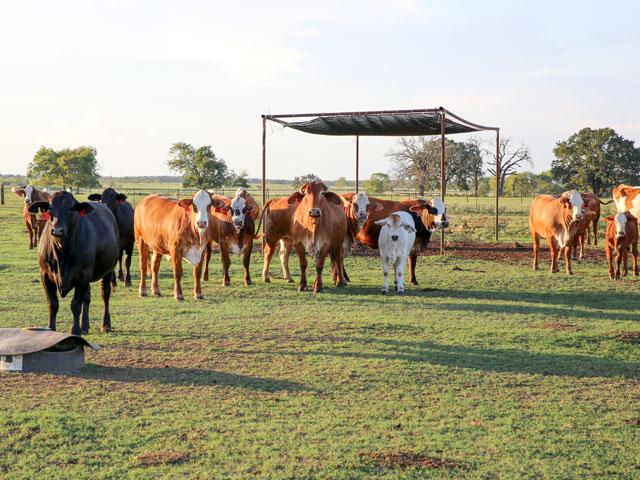 If anaplasmosis is common in an area, ongoing treatment may be necessary to manage the herd. (DTN/Progressive Farmer file photo)
