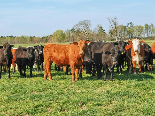 Mannheimia is the most common bacteria involved in pneumonias of cattle. (DTN/Progressive Farmer file photo)