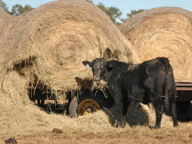 Feeding hay is one of the biggest expenses most cattle producers have, so it pays to take steps to avoid waste. (DTN/Progressive Farmer file photo by Becky Mills)