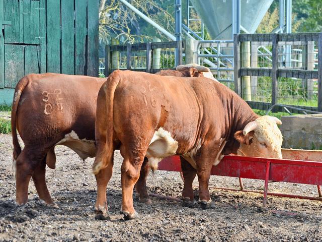 There are pros and cons to a multi-sire breeding program. (DTN/Progressive Farmer file photo by Victoria G. Myers)