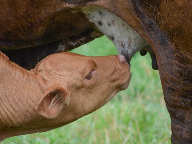 As producers in drought areas calculate how best to hold onto their cow herds, early weaning is a common consideration. (DTN/Progressive Farmer file photo)