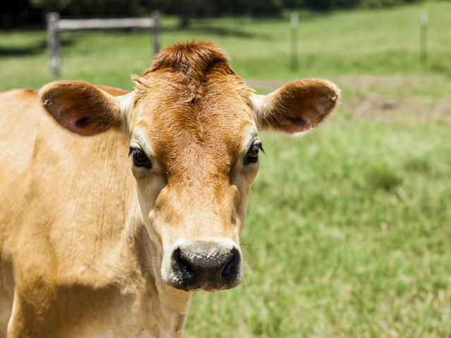 There are obstacles a successful AI with a single cow, but with the right knowledge and tools, it is achievable in most cases. (Getty Images photo)