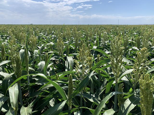 Milo or grain sorghum is a new crop for Marc Arnusch this year. The Colorado farmer is trying it out to see if it is a viable alternative in his arid growing region. (Photo courtesy of Marc Arnusch)