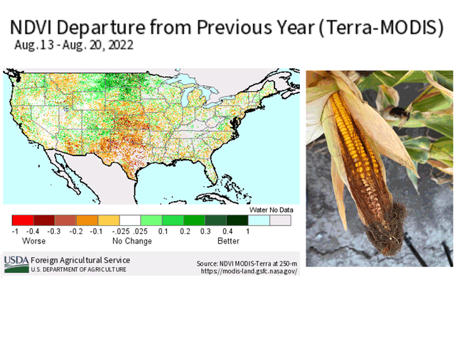 Vegetation levels remain well below a year ago in central and southern U.S. crop areas, with denting corn showing notable tip back due to dryness. (USDA graphic; photo by Bryce Anderson)