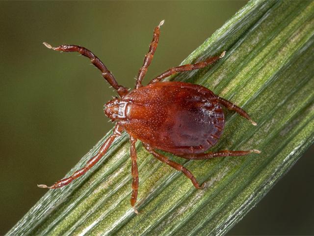 The Asian longhorned tick, which targets cattle, has been confirmed in 17 states to date, according to the CDC. (CDC photo by James Gathany)