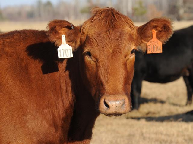 In many cases cattle being moved interstate require some form of official identification in most cases. (DTN/Progressive Farmer file photo)