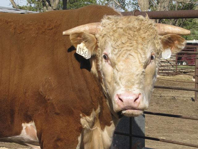 When a bull presents with foot or leg problems, it&#039;s important to think about how dependable he can really be as a herd sire. (DTN/Progressive Farmer file photo)