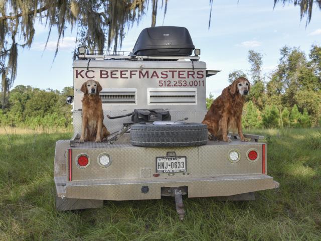 At KC Beefmasters, everything is built on genetics, whether it&#039;s champion dogs or great cattle. (DTN/Progressive Farmer file photo by Becky Mills)