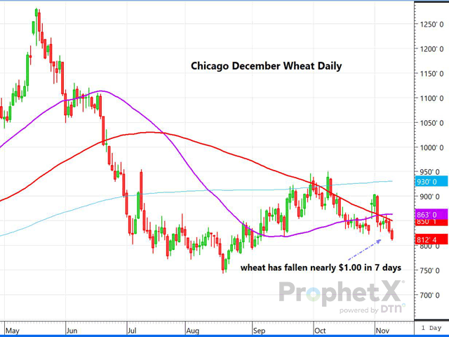 This is a daily chart of Chicago December wheat, showing the bear move from the last seven days, which has seen Chicago plunge close to $1 per bushel without a whole lot of news driving it. Slack demand for U.S. wheat and the ongoing Ukraine agreement are likely weighing on the wheat. (DTN ProphetX chart by Dana Mantini)