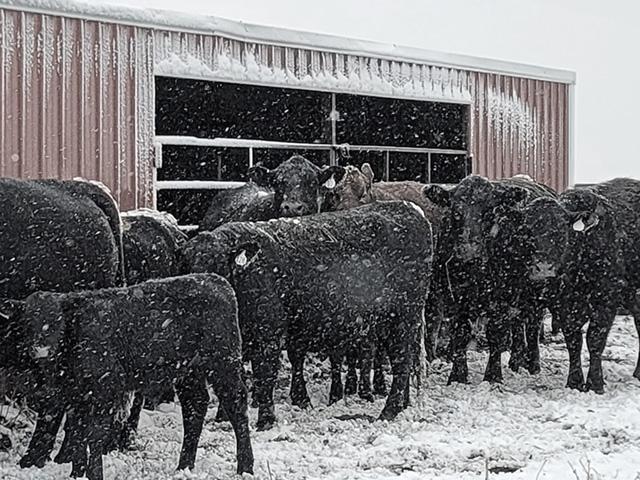 As long as someone provides them with hay and a windbreak during a snowstorm, cows don&#039;t really mind living on the Northern Plains. (DTN photo by Elaine Kub)
