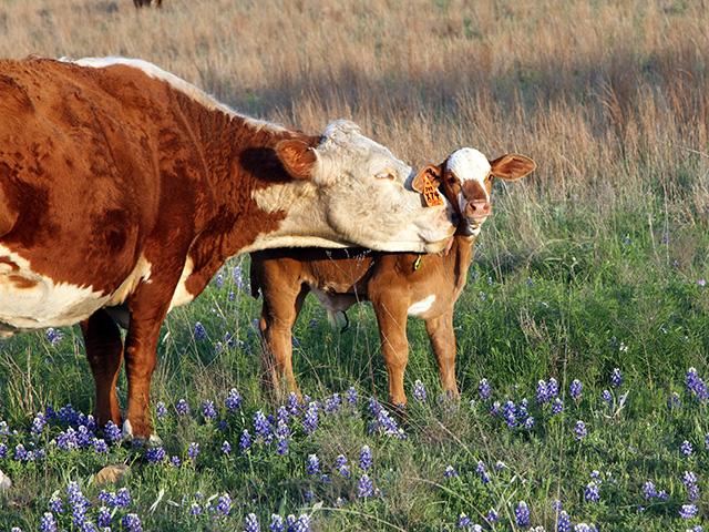 Spring calvers may need to use supplements over the winter to maintain a good body condition. (DTN/Progressive Farmer file photo)