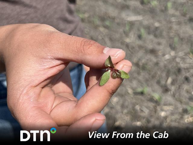 Waterhemp seedlings are prolific seed producers and a threat throughout the growing season. Chandra Langseth was out scouting fields for the wily weed this week. (DTN photo by Pamela Smith)