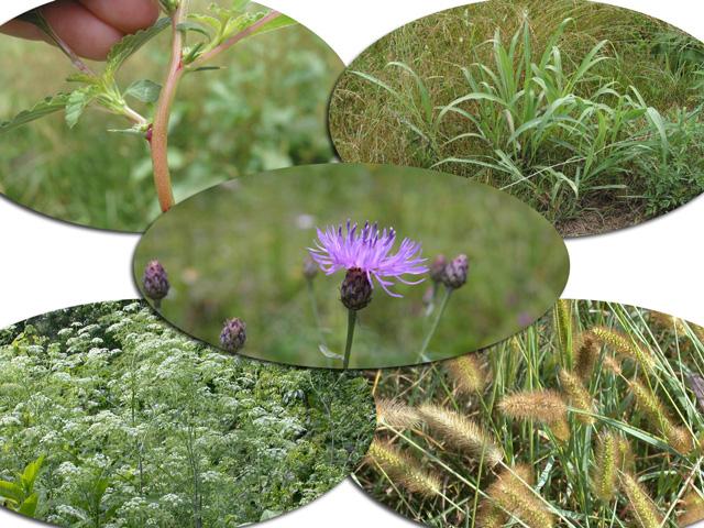 In states across the Midwest, weed species -- including spiny amaranth, Johnsongrass, spotted knapweed, poison hemlock and knotroot foxtail -- are popping up in pastures where they haven&#039;t been found before. (Photos courtesy of the University of Arkansas and Virginia Tech University)
