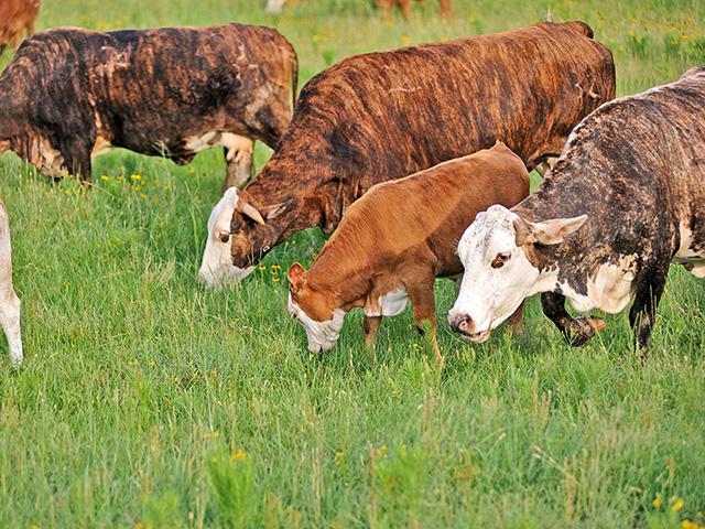 Replacement heifer prices are going up, as herd expansion offers an opportunity to improve cow herd genetics. (DTN file photo)