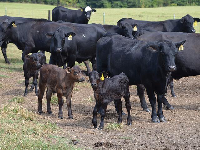 Be cautious about intervening with a cow after she&#039;s given birth. Manually removing fetal membranes can damage attachment sites for the placenta in the uterus. (DTN/Progressive Farmer photo by Dan Miller)