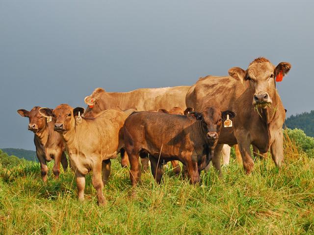 To keep a healthy rumen, cows need a lot of high-quality long-stem fiber and grasses, hay and silage. (DTN/Progressive Farmer file photo)