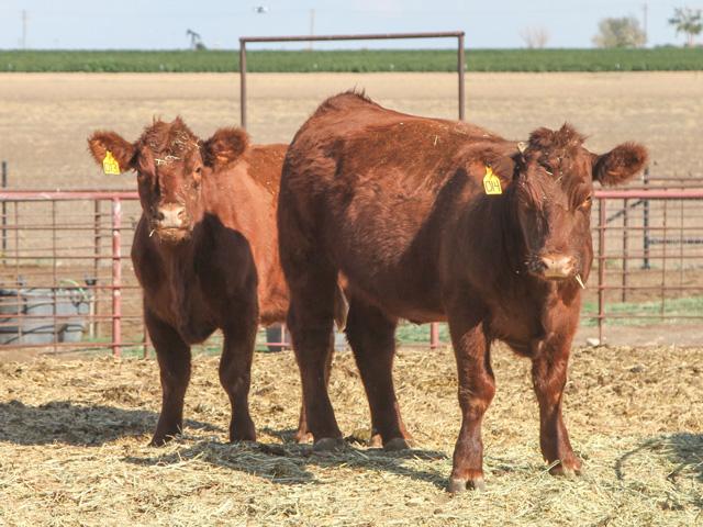 A heifer that hasn&#039;t conceived at 22 months should be on the cull list, unless there is a good reason to keep her. (DTN/Progressive Farmer file photo by Karl Wolfshohl)