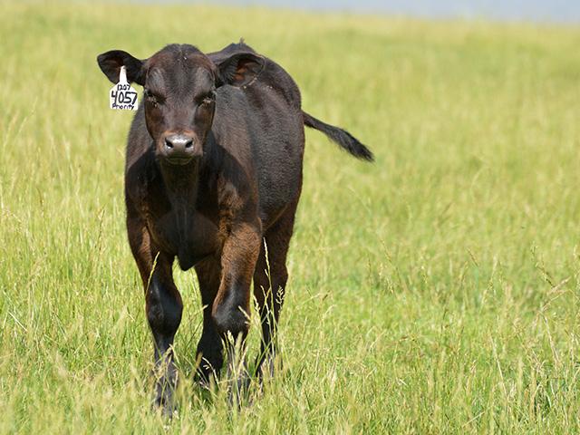Joint ill and navel ill occurs when bacteria infect a calf&#039;s navel before it dries after birth. (DTN/Progressive Farmer file photo by Dan Miller)