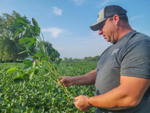 Indiana farmer Guy Schafer counts nodes on a soybean plant near Pendelton, where he expects crops to be about average. (DTN photo by Katie Dehlinger)