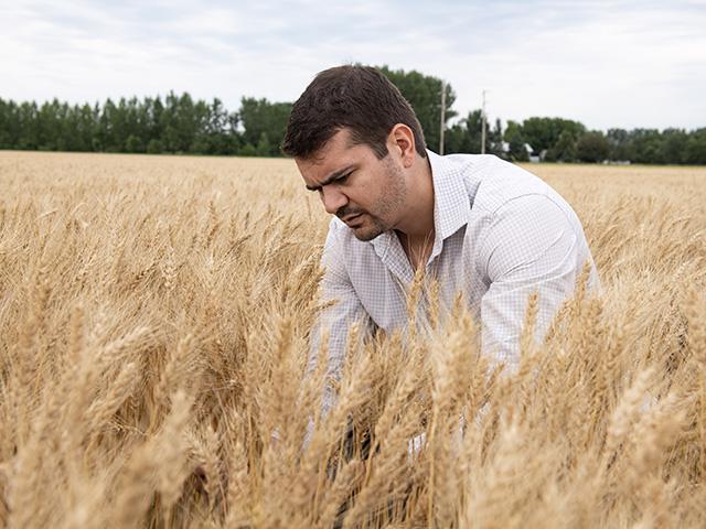 Lucas Olavio with Olam Agri in Sao Paulo, Brazil, examines a wheat field south of Grand Forks, North Dakota, during the final day of the Wheat Quality Council&#039;s Spring Wheat and Durum Tour. (DTN photo by Jason Jenkins)