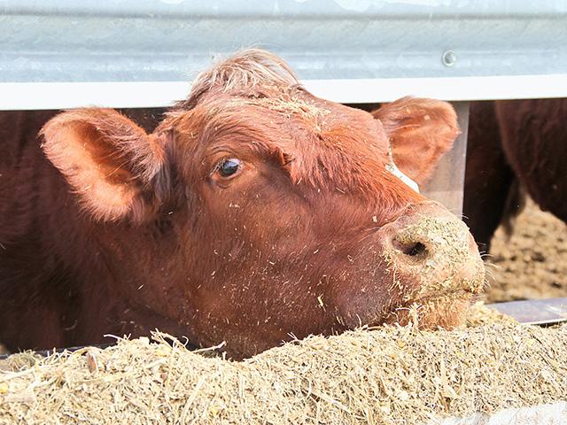 The North American Meat Institute established measurable targets to verify member progress in five key focus areas: environment and the planet, animal welfare, labor and human rights, food safety, and health and wellness. (DTN/Progressive Farmer File photo by Pamela Smith)