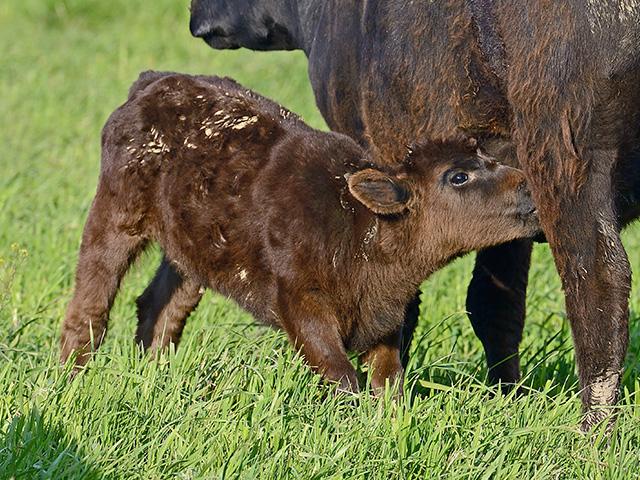 Things aren&#039;t always what they seem when a heifer appears to have mastitis. (DTN/Progressive Farmer file photo by Jim Patrico)
