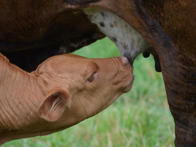 As producers in drought-affected areas calculate how best to hold onto their cow herds, early weaning is a common consideration. (DTN/Progressive Farmer file photo)