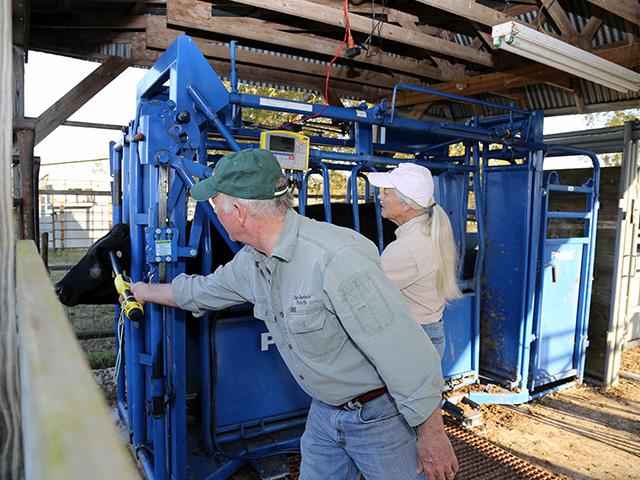 Today&#039;s scales can help producers manage data, which is a positive for every aspect of the operation. (DTN/Progressive Farmer photo by Karl Wolfshohl)