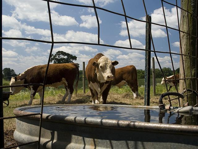 Allowing cattle access to farm ponds can be a negative for their health and water quality. (DTN/Progressive Farmer photo by Claire Vath)