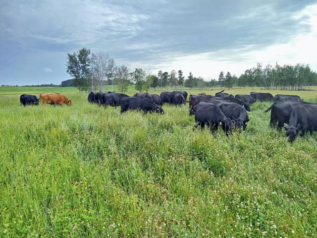 Avoid sudden nutritional changes and gradually introduce lush forages to help control issues with atypical pneumonias. (DTN/Progressive Farmer file photo by Troy Salzer)