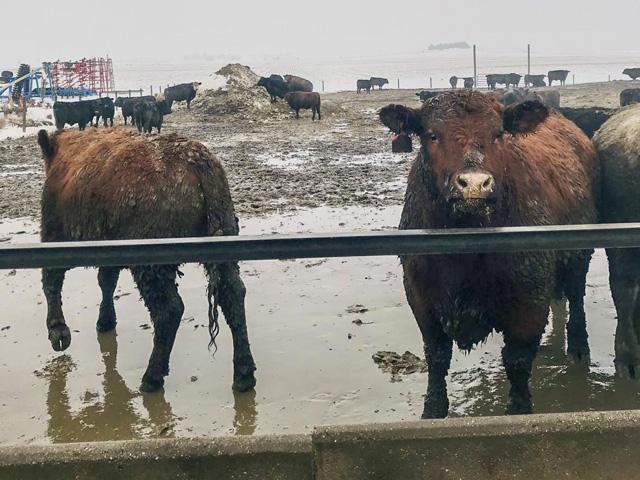 In the last two weeks' worth of data from the actual slaughter report, the average weight of steers has dropped 19 pounds and heifers, on average, lost 18 pounds. (Photo by DTN Photo)