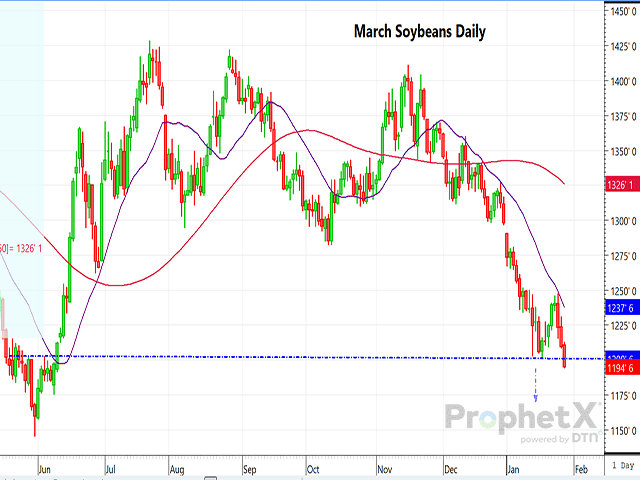 The chart above is a daily chart of Chicago March soybean futures showing that early Monday, March futures traded below $12.00 for the first time since June. (DTN ProphetX chart).