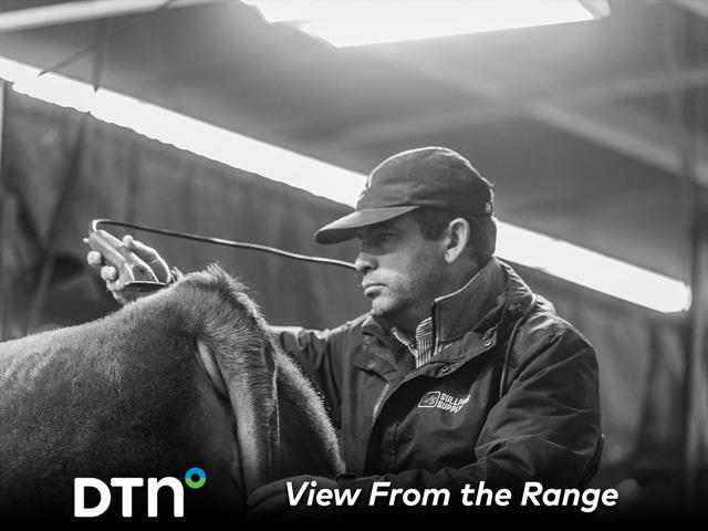 Matt Copeland clips a heifer in preparation for a sale. (Photo courtesy of Heidi Anderson)