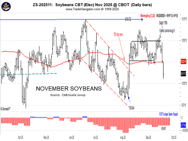 The soybean price action in this chart shows the collapse last week and drop below the 50-day average quickly trying to discover a new price due to Trump-China and Argentina selling soybeans tax-free until Nov. 1, 2025. (Chart by Gulke Group)