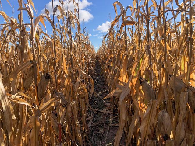 It's been a big week in the markets and geopolitics. Also, I attacked the standing corn. As we move ahead there are lots of risk variables to juggle. (DTN photo by Philip Shaw)
